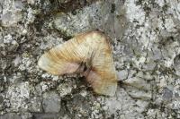 Plagodis dolabraria