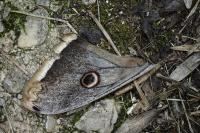 Saturnia pyri