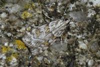 Scoparia