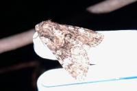 Oligia strigilis/versicolor