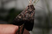 Melanchra persicariae