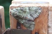 Polyphaenis sericata