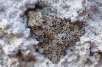 Hecatera dysodea