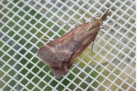 Synaphe punctalis