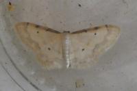 Idaea politaria