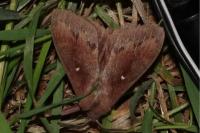 Dendrolimus pini pini