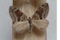 Thera variata