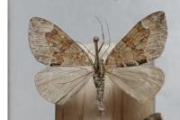 Thera obeliscata