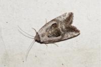 Elaphria venustula