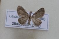 Eupithecia plumbeolata