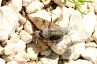 Macroglossum stellatarum