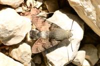 Macroglossum stellatarum