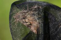Autographa gamma