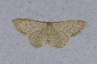 Idaea dilutaria