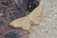 Idaea dilutaria