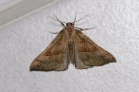 Hypena proboscidalis