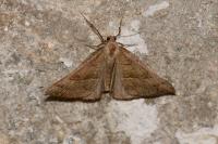 Hypena proboscidalis