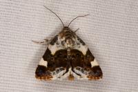 Acontia lucida