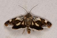 Acontia lucida