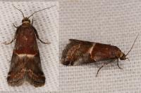 Acrobasis marmorea