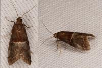 Acrobasis marmorea