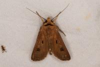 Agrotis exclamationis exclamationis
