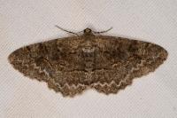Alcis repandata
