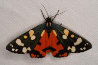 Callimorpha dominula