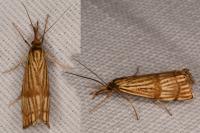 Chrysocrambus linetella