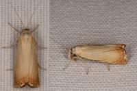 Chrysoteuchia culmella