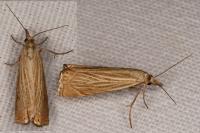 Chrysoteuchia culmella