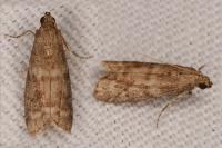 Ephestia woodiella/parasitella/elutella
