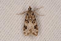 Eudonia delunella