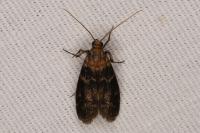 Euzophera pinguis