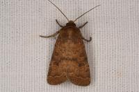 Hoplodrina