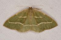Hylaea fasciaria