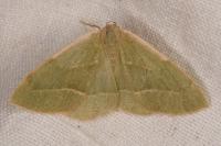 Hylaea fasciaria