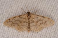 Idaea alyssumata