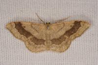 Idaea aversata