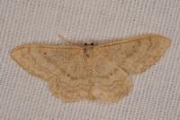 Idaea deversaria