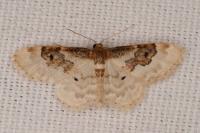 Idaea rusticata