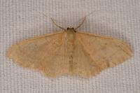 Idaea straminata