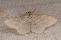 Idaea subsericeata