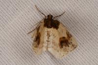 Ligdia adustata