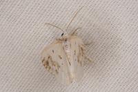 Lomographa temerata