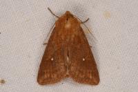 Mythimna albipuncta