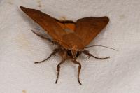 Noctua pronuba