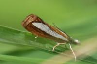 Catoptria margaritella