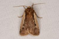 Ochropleura plecta
