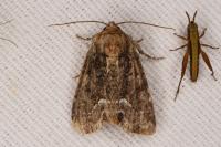 Oligia